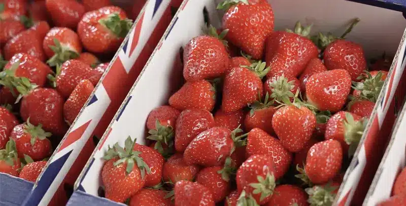 Cardboard Produce Trays UK